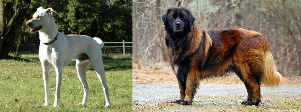 Estrela Mountain Dog vs Cretan Hound - Breed Comparison