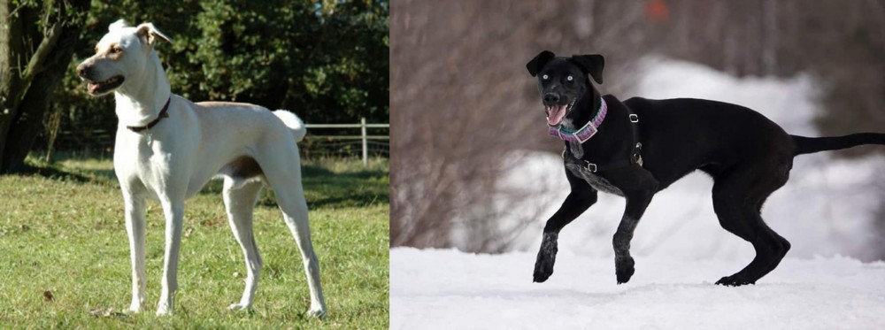 Eurohound vs Cretan Hound - Breed Comparison