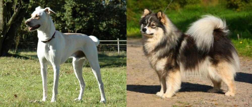 Finnish Lapphund vs Cretan Hound - Breed Comparison