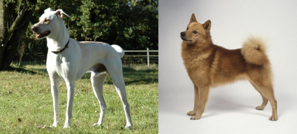 Finnish Spitz vs Cretan Hound - Breed Comparison