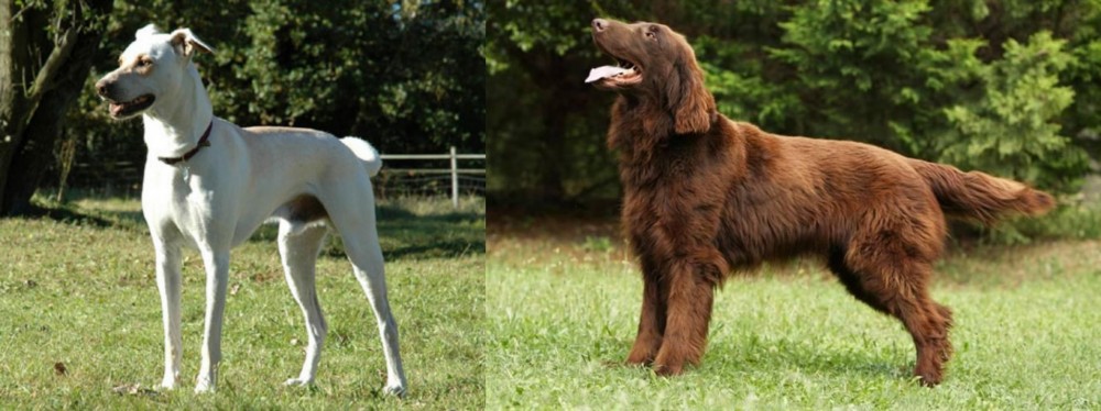Flat-Coated Retriever vs Cretan Hound - Breed Comparison