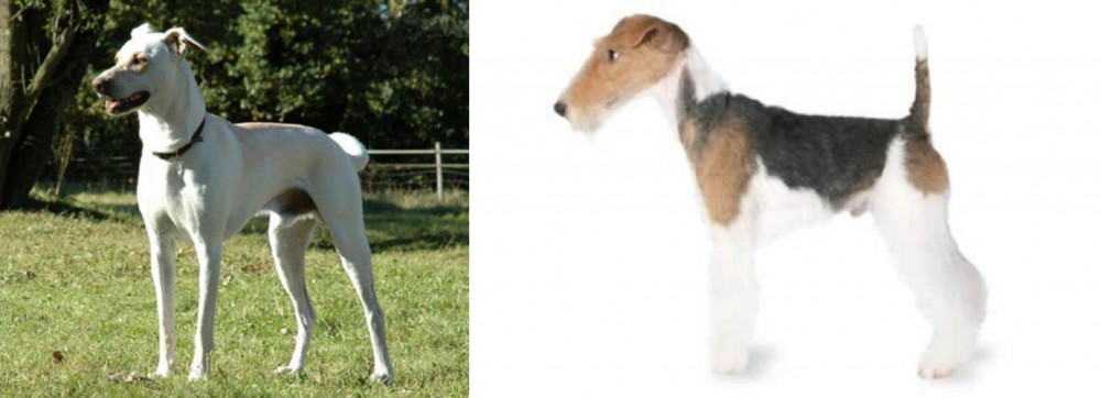 Fox Terrier vs Cretan Hound - Breed Comparison