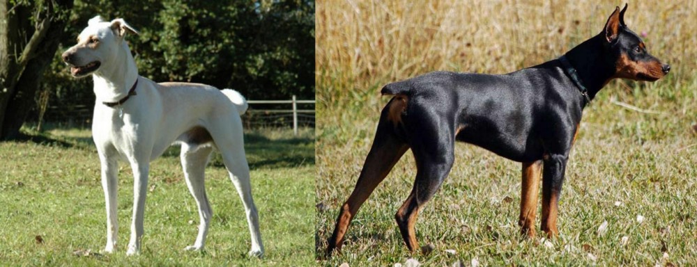 German Pinscher vs Cretan Hound - Breed Comparison