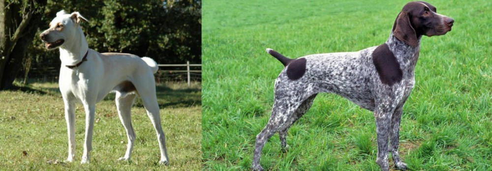 German Shorthaired Pointer vs Cretan Hound - Breed Comparison