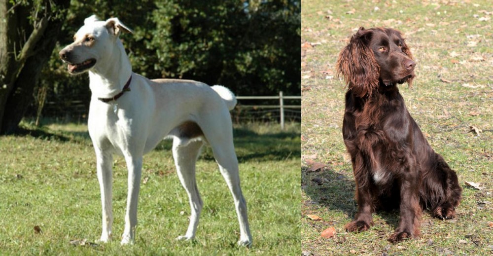 German Spaniel vs Cretan Hound - Breed Comparison