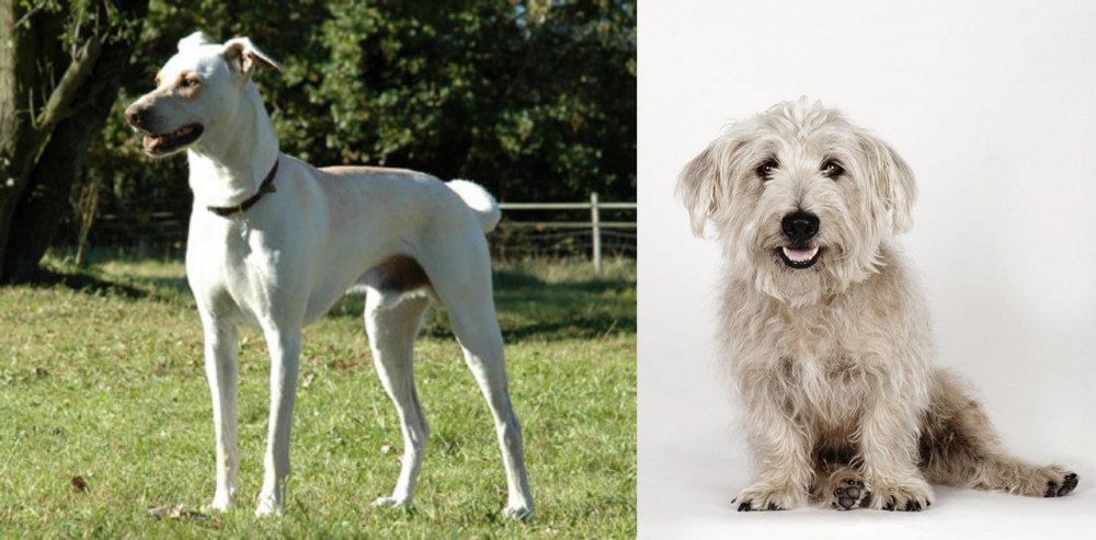 Glen of Imaal Terrier vs Cretan Hound - Breed Comparison