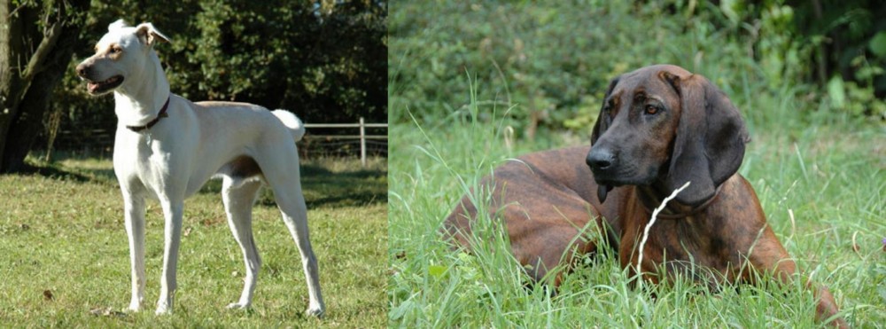 Hanover Hound vs Cretan Hound - Breed Comparison