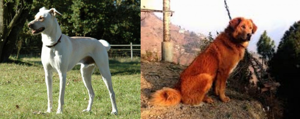 Himalayan Sheepdog vs Cretan Hound - Breed Comparison