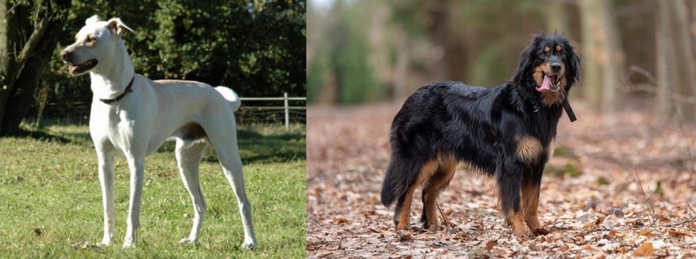 Hovawart vs Cretan Hound - Breed Comparison