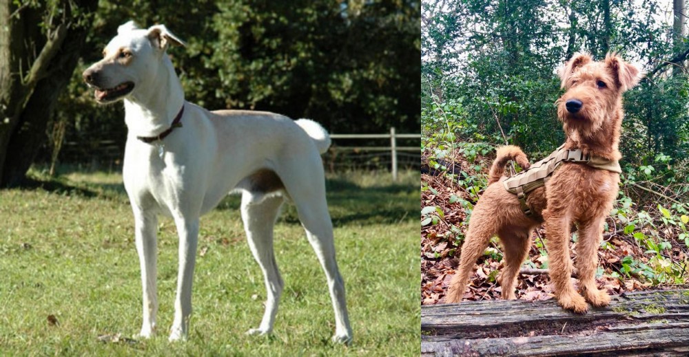 Irish Terrier vs Cretan Hound - Breed Comparison