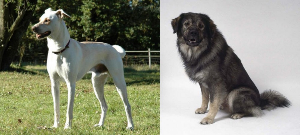 Istrian Sheepdog vs Cretan Hound - Breed Comparison