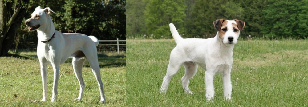 Jack Russell Terrier vs Cretan Hound - Breed Comparison
