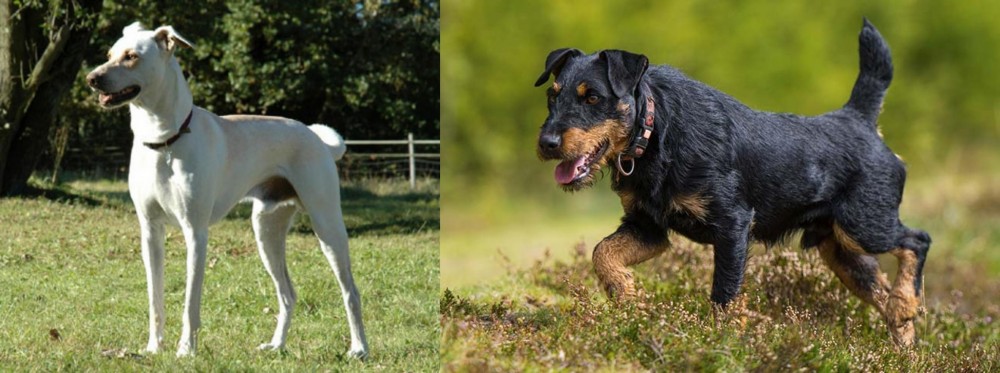 Jagdterrier vs Cretan Hound - Breed Comparison