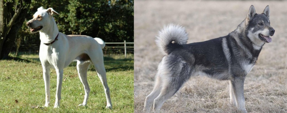 Jamthund vs Cretan Hound - Breed Comparison