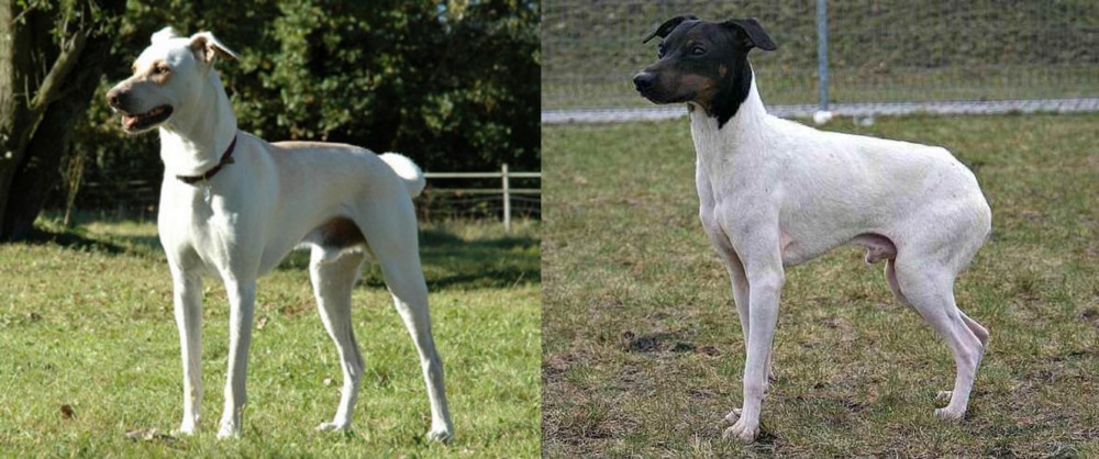 Japanese Terrier vs Cretan Hound - Breed Comparison