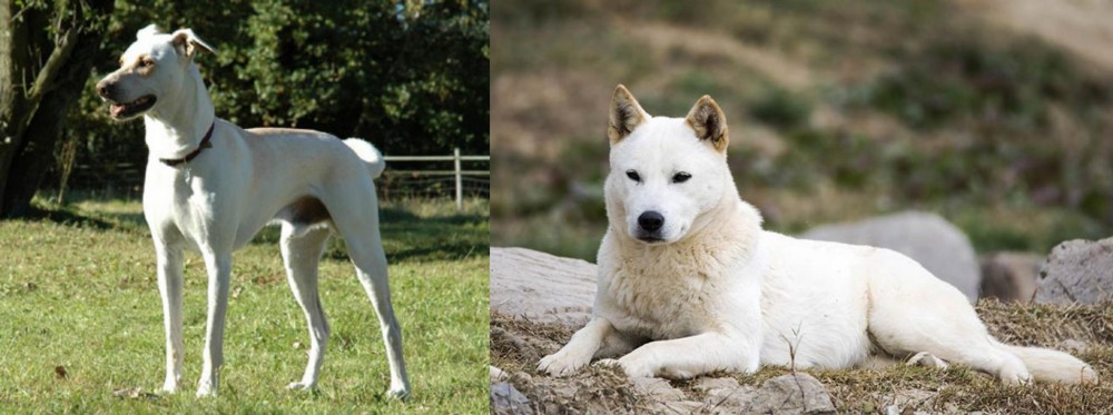 Jindo vs Cretan Hound - Breed Comparison