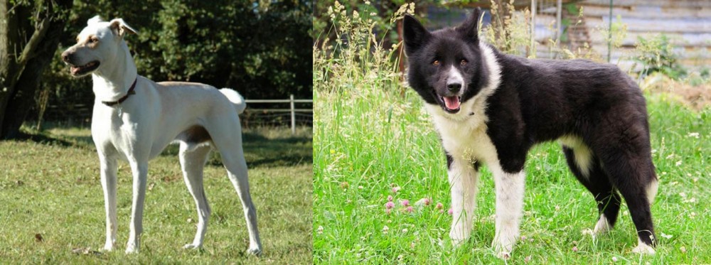 Karelian Bear Dog vs Cretan Hound - Breed Comparison