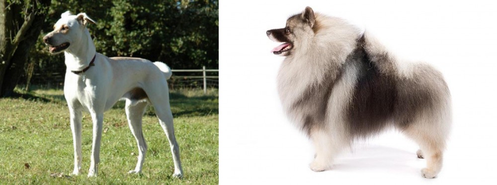 Keeshond vs Cretan Hound - Breed Comparison