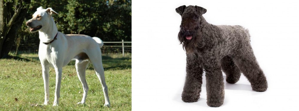 Kerry Blue Terrier vs Cretan Hound - Breed Comparison
