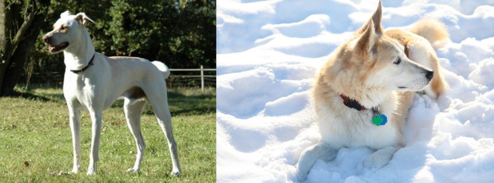 Labrador Husky vs Cretan Hound - Breed Comparison