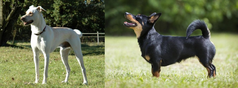 Lancashire Heeler vs Cretan Hound - Breed Comparison