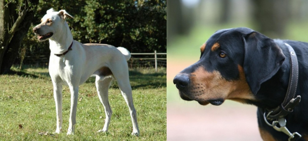 Lithuanian Hound vs Cretan Hound - Breed Comparison
