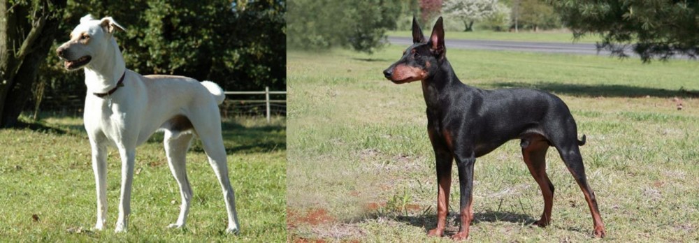 Manchester Terrier vs Cretan Hound - Breed Comparison