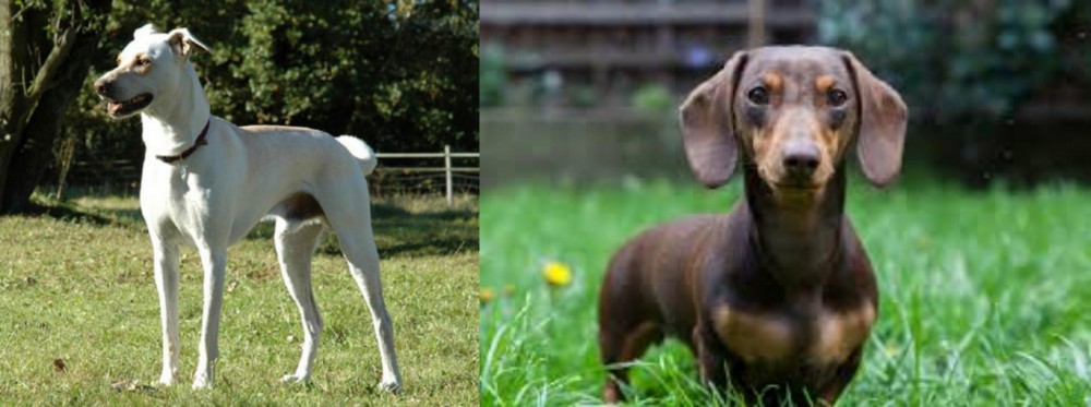 Miniature Dachshund vs Cretan Hound - Breed Comparison
