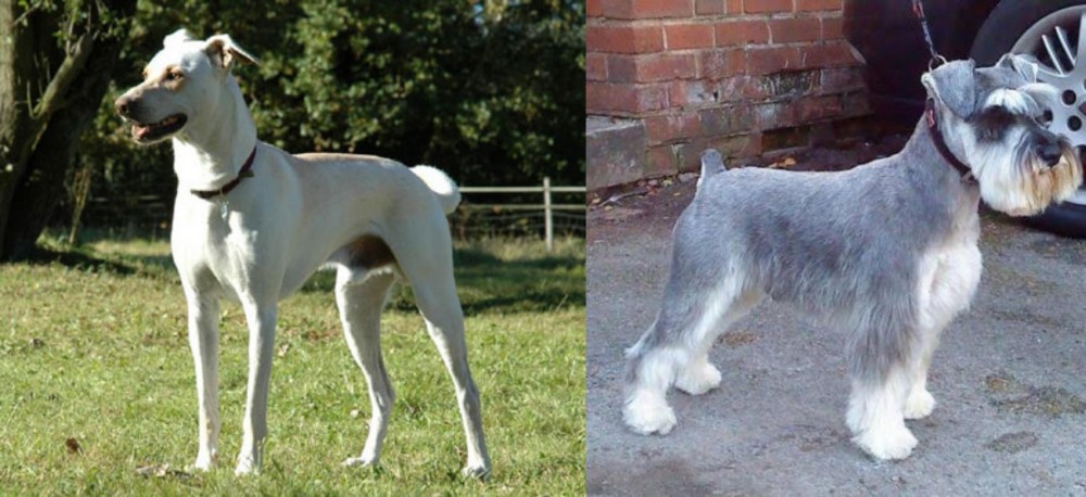 Miniature Schnauzer vs Cretan Hound - Breed Comparison