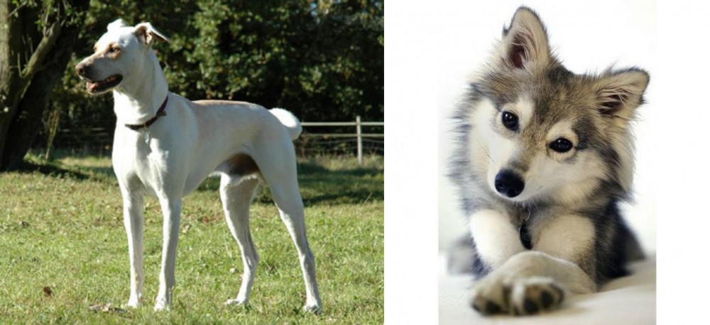 Miniature Siberian Husky vs Cretan Hound - Breed Comparison
