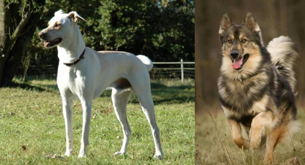 Native American Indian Dog vs Cretan Hound - Breed Comparison