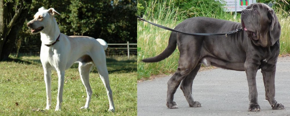 Neapolitan Mastiff vs Cretan Hound - Breed Comparison