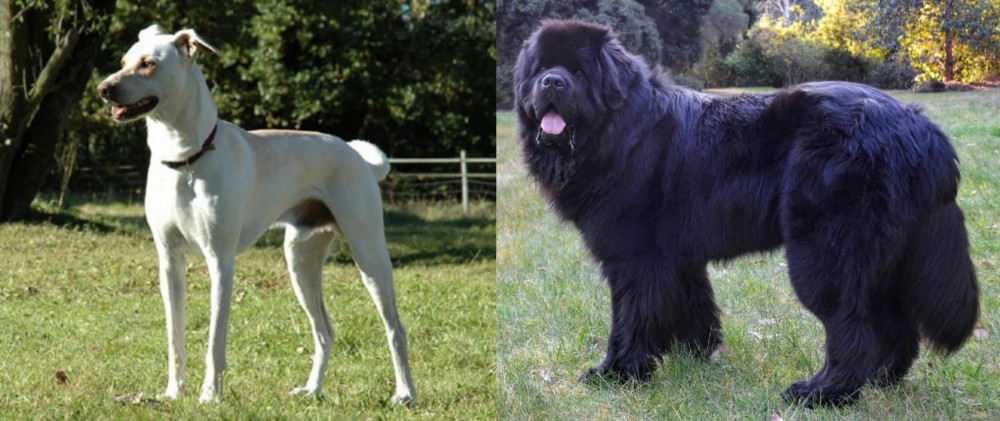 Newfoundland Dog vs Cretan Hound - Breed Comparison