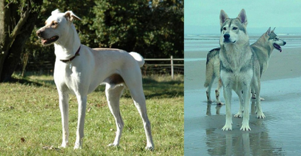 Northern Inuit Dog vs Cretan Hound - Breed Comparison