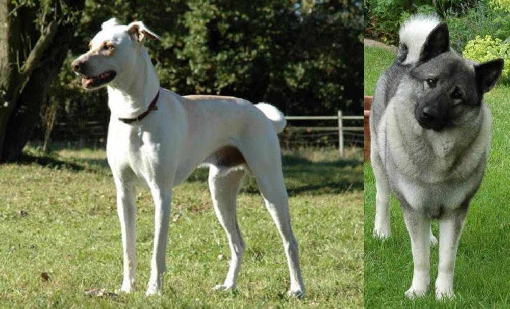 Norwegian Elkhound vs Cretan Hound - Breed Comparison
