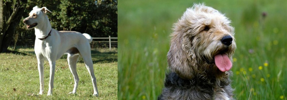 Otterhound vs Cretan Hound - Breed Comparison