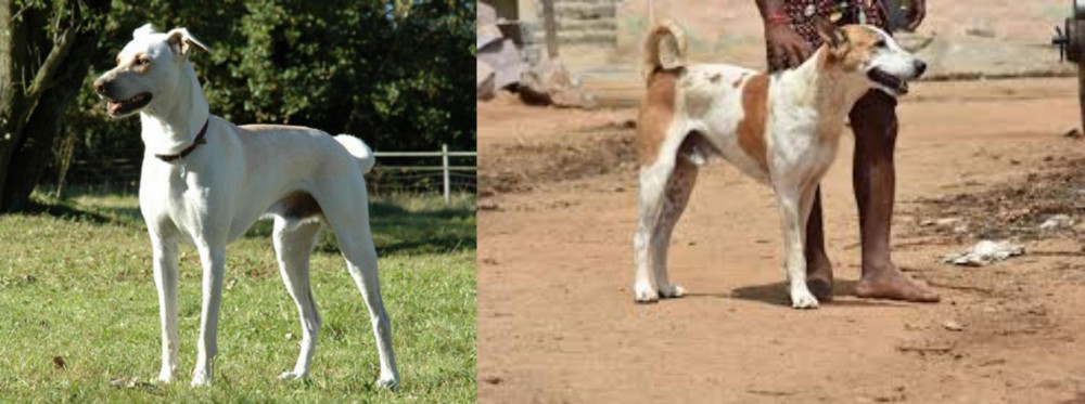 Pandikona vs Cretan Hound - Breed Comparison
