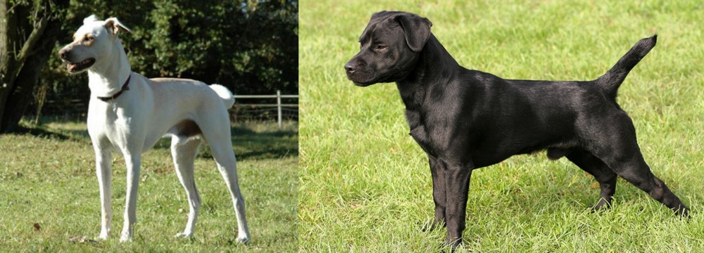 Patterdale Terrier vs Cretan Hound - Breed Comparison