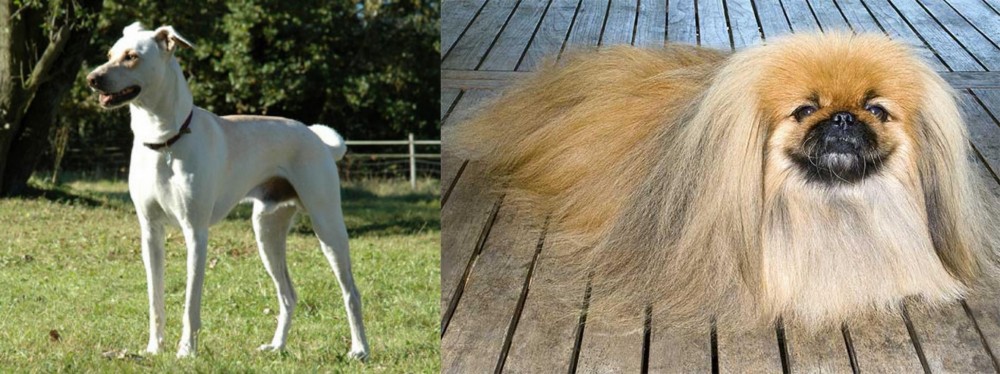 Pekingese vs Cretan Hound - Breed Comparison
