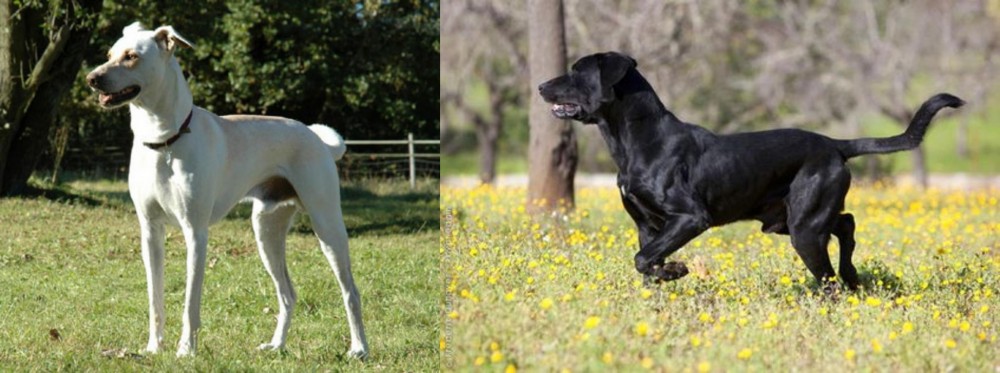 Perro de Pastor Mallorquin vs Cretan Hound - Breed Comparison