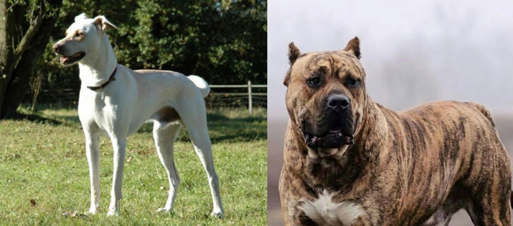 Perro de Presa Canario vs Cretan Hound - Breed Comparison