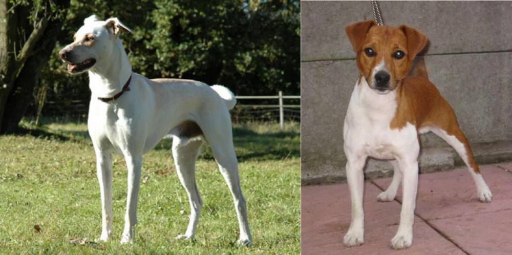 Plummer Terrier vs Cretan Hound - Breed Comparison