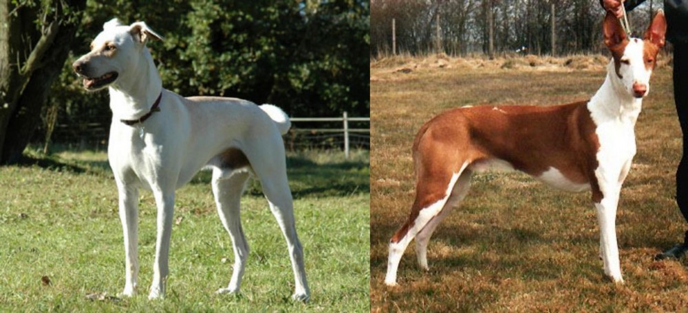 Podenco Canario vs Cretan Hound - Breed Comparison