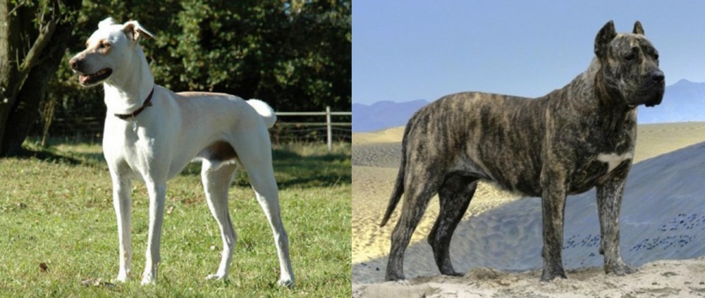 Presa Canario vs Cretan Hound - Breed Comparison