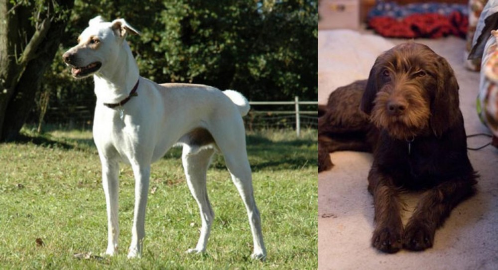Pudelpointer vs Cretan Hound - Breed Comparison
