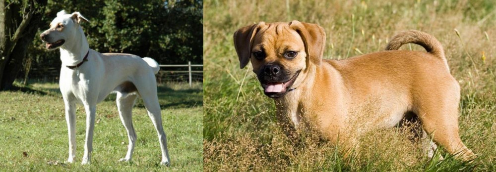Puggle vs Cretan Hound - Breed Comparison