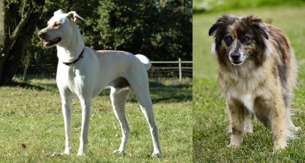 Pyrenean Shepherd vs Cretan Hound - Breed Comparison