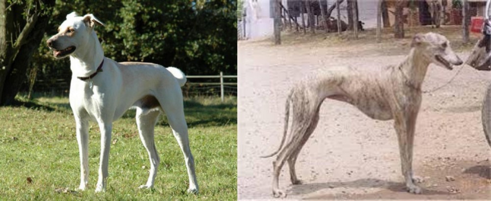 Rampur Greyhound vs Cretan Hound - Breed Comparison