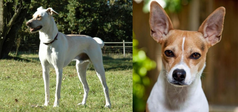 Rat Terrier vs Cretan Hound - Breed Comparison