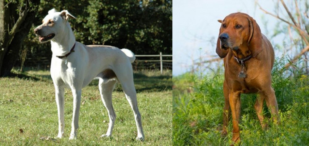 Redbone Coonhound vs Cretan Hound - Breed Comparison
